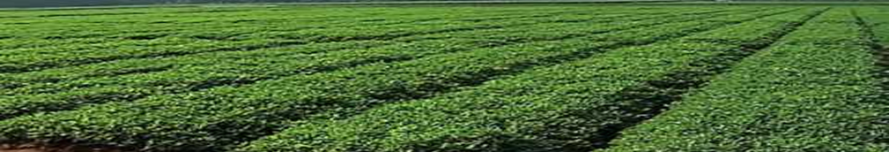 Georgia Peanut Field